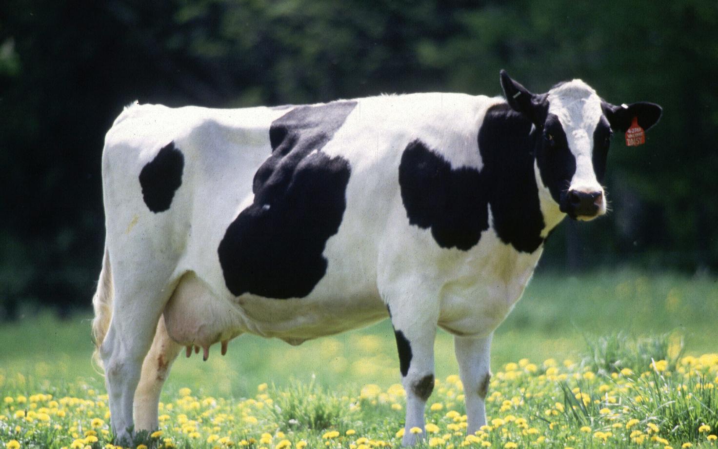 Holsteini tõugu piimaveis.