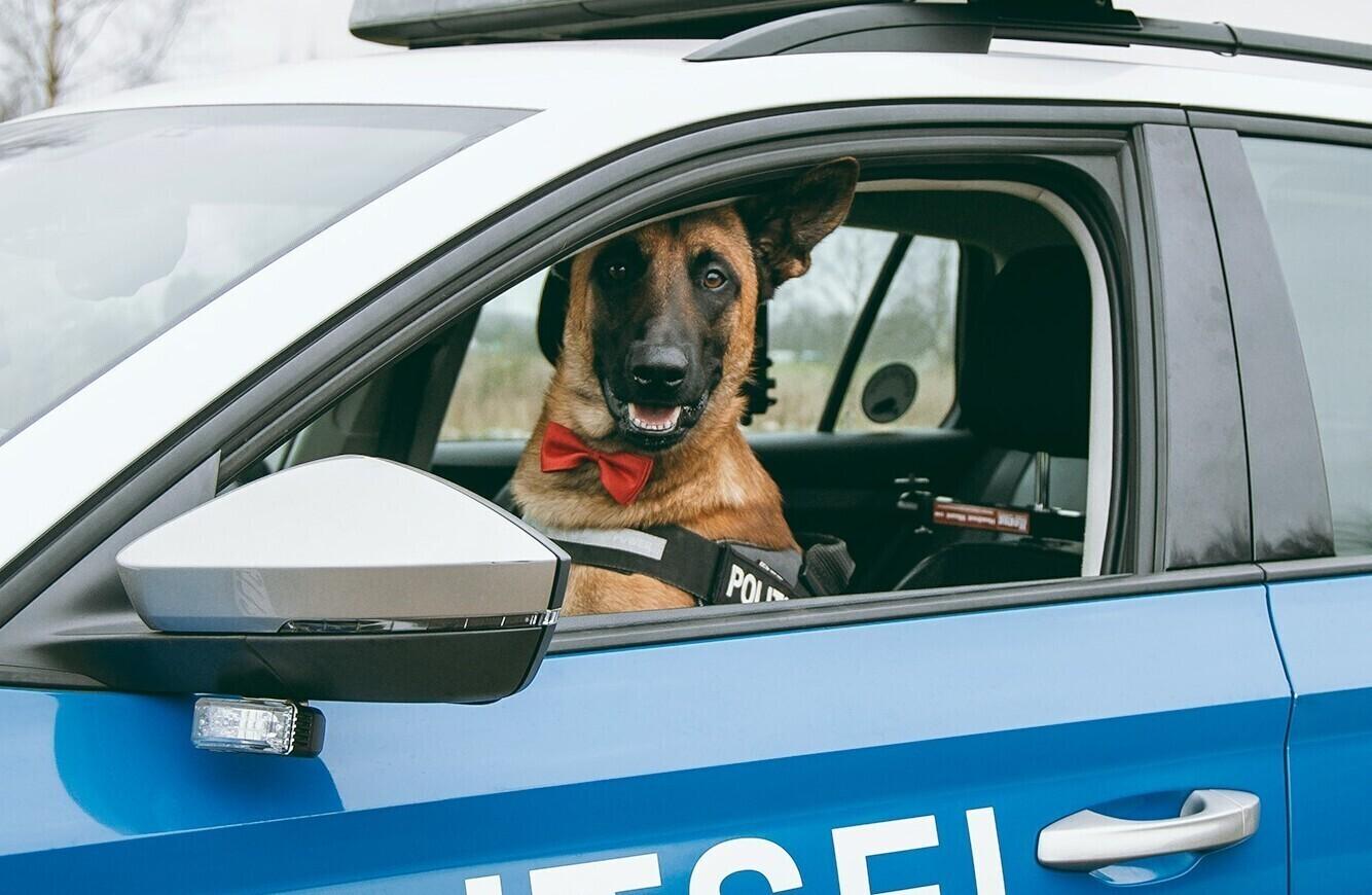 Koertegrupi liige Wax Von Pedor Stock