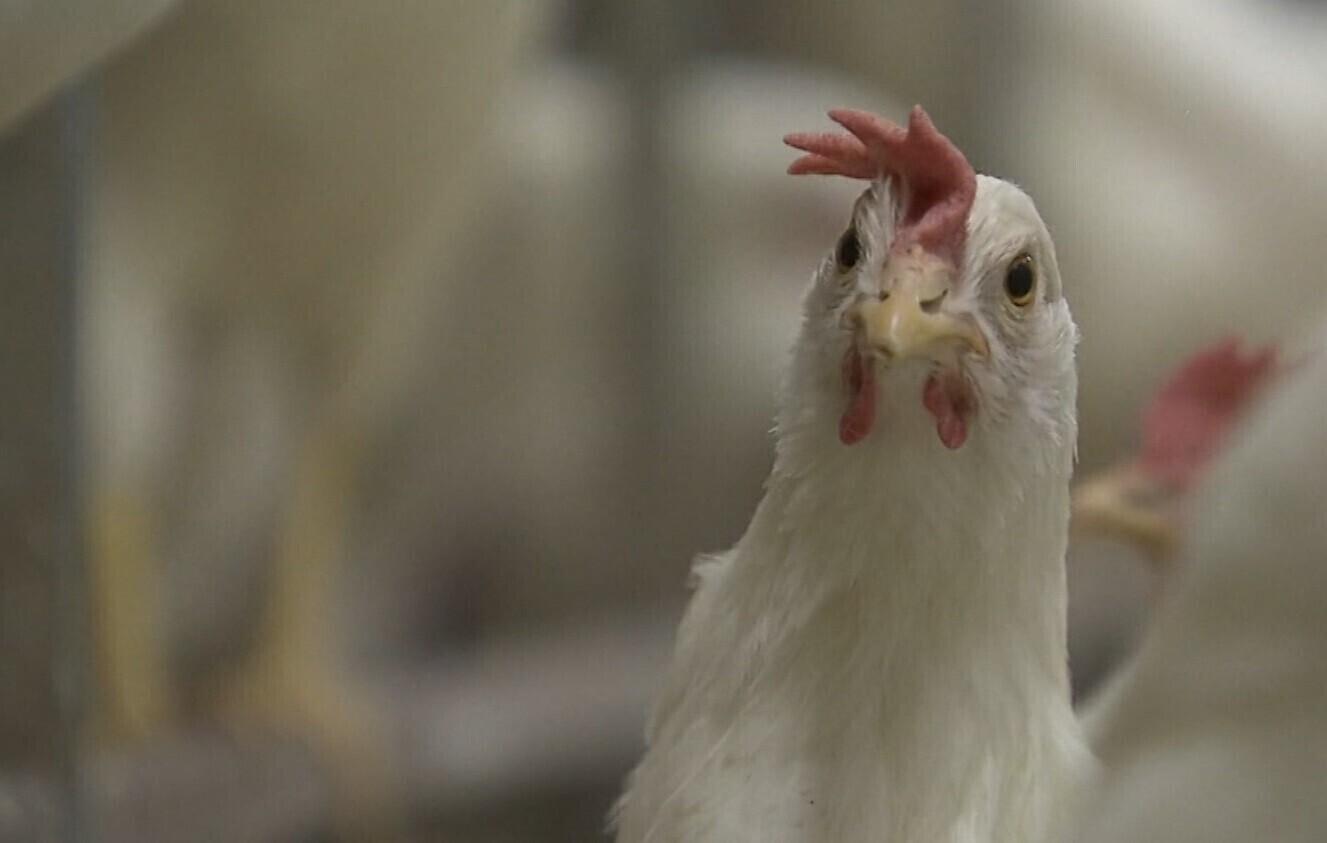 Курица. Иллюстративная фотография.