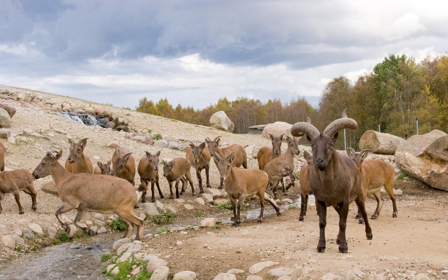 Dagestani tuuride kari Tallinna loomaaias