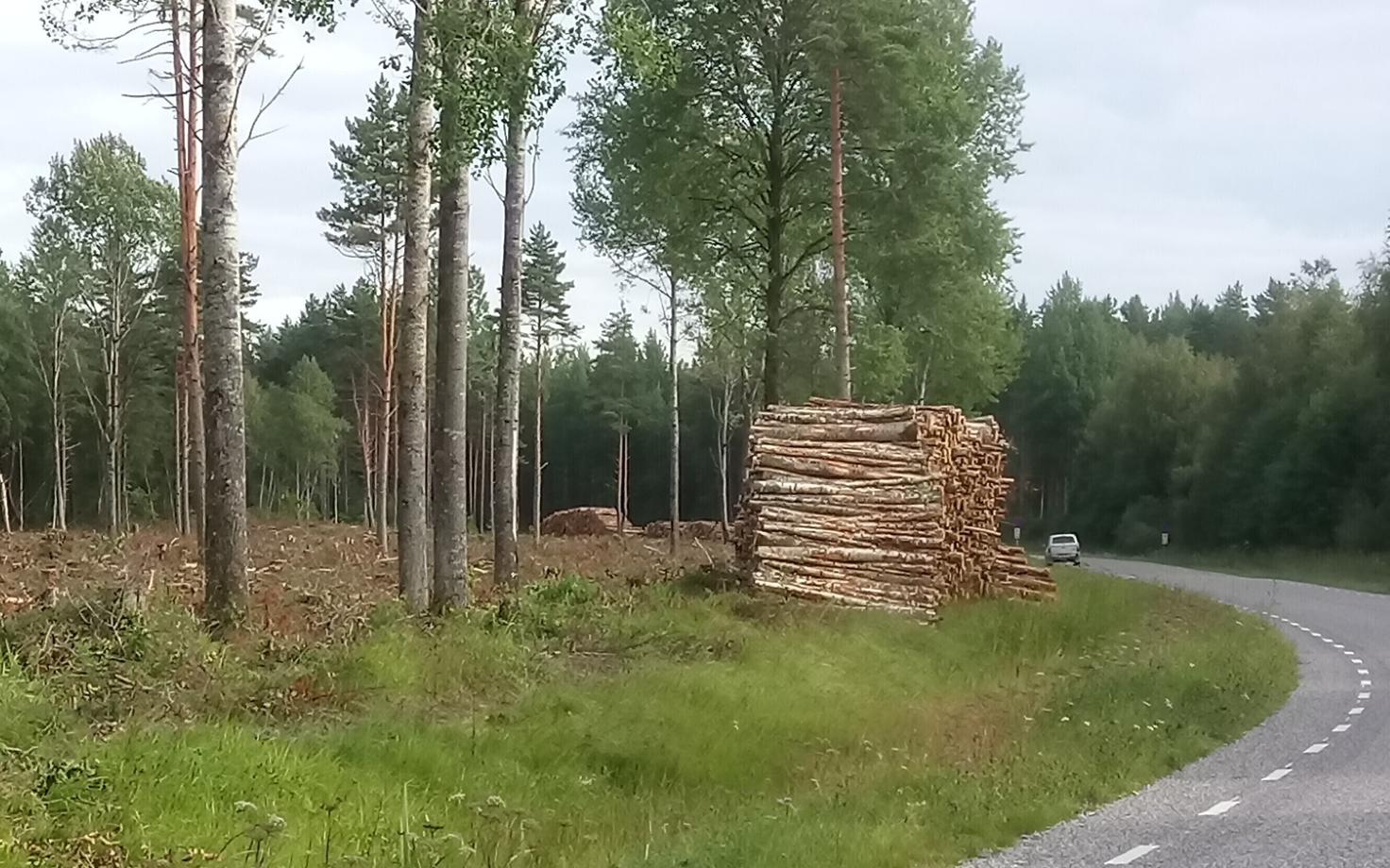 Вырубка леса. Иллюстративная фотография.