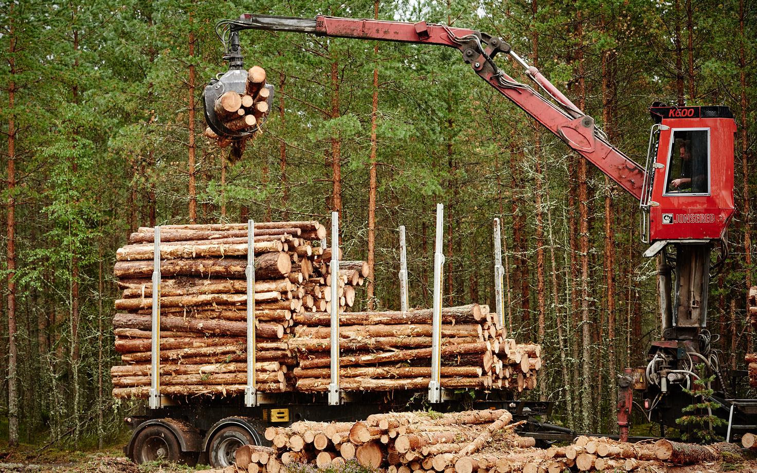 Лесозаготовки.