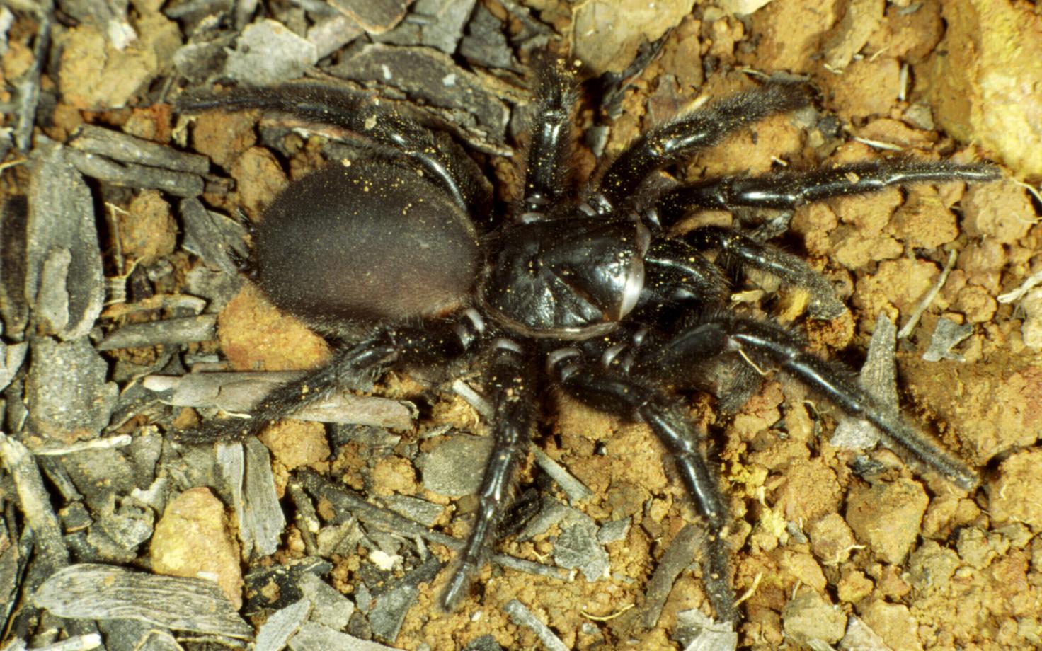 Sydney lehtervõrguämblik (Atrax robustus