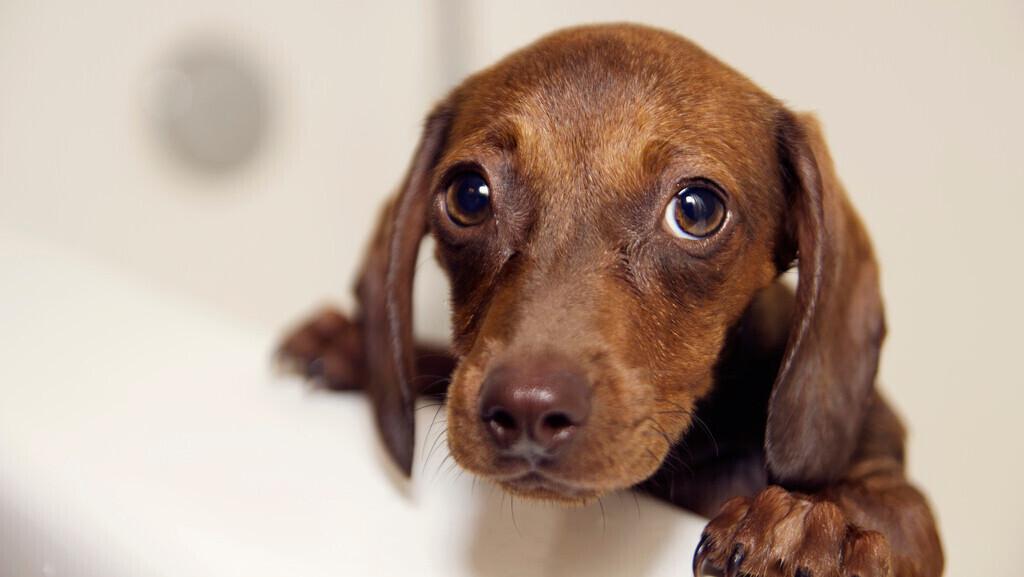 Koer teatakse olevat esimene loom, kelle inimene kodustas.