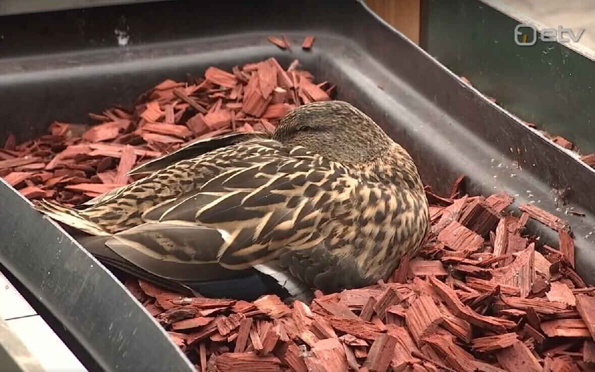 The duck in the flowerbed outside McDonald's in Tartu.