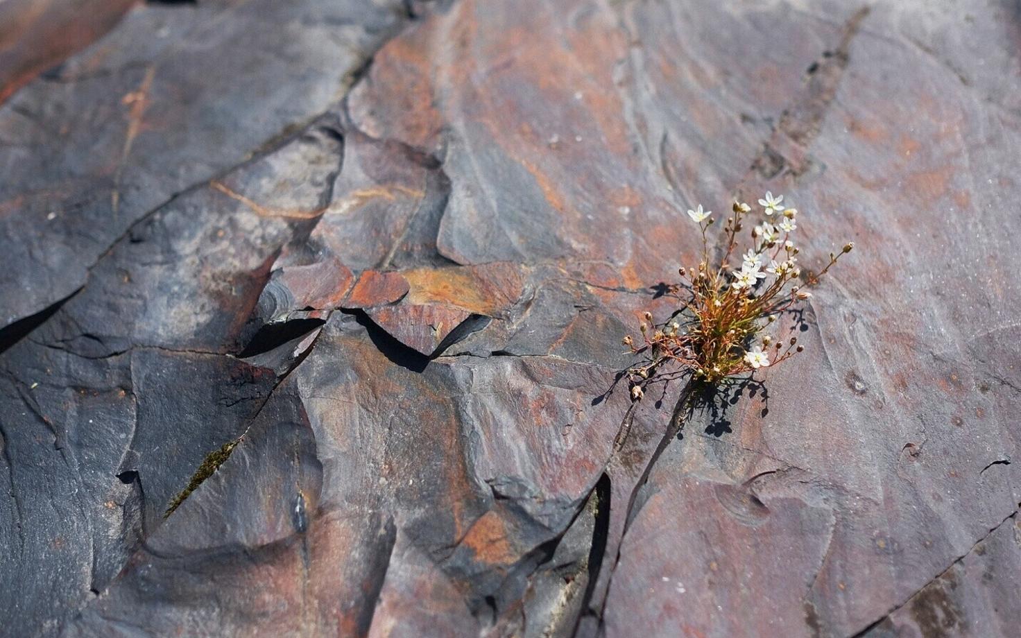 Šungiidid, Loode-Venemaalt Karjalast pärit kuulsad settekivimid, räägivad loo varase Maa hapnikurikkast atmosfäärist.