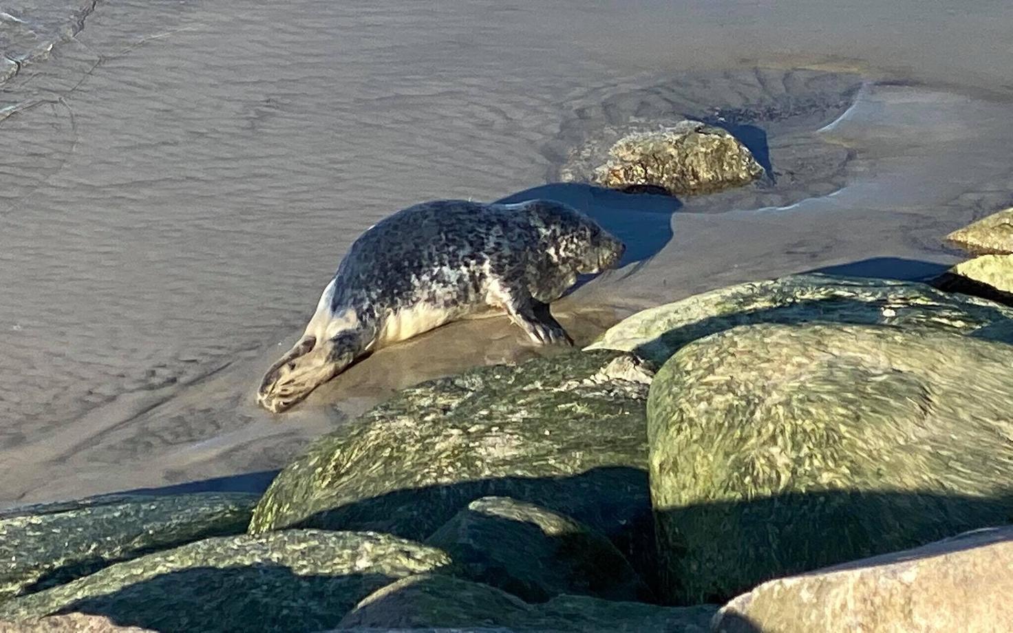 Тюлененок на пляже.