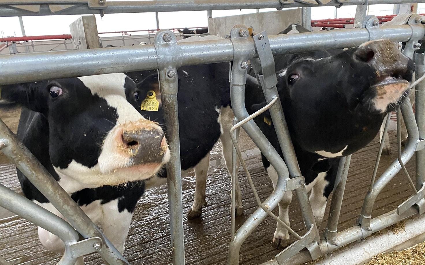 В эстонском сельском хозяйстве активно используется труд доярок и ветеринаров, приехавших из других стран.