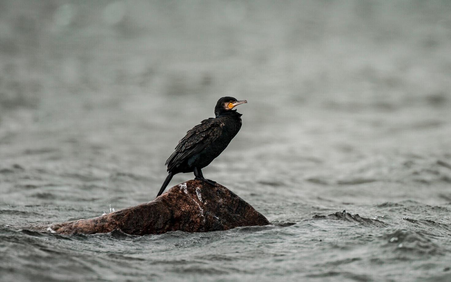 Kormoran