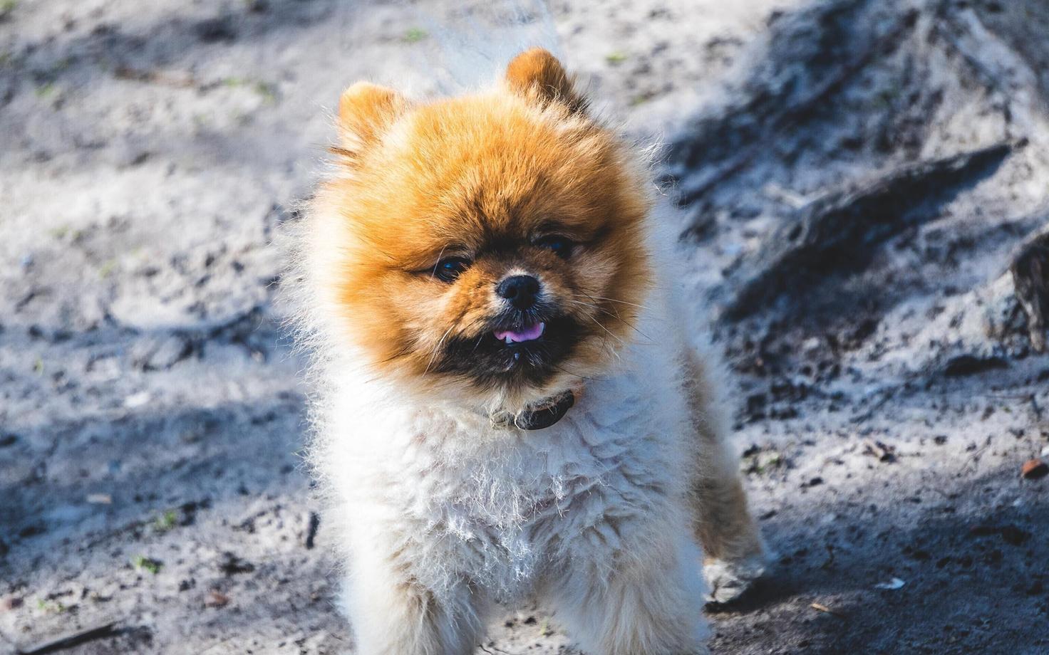 Saksa spitsi kutsikas