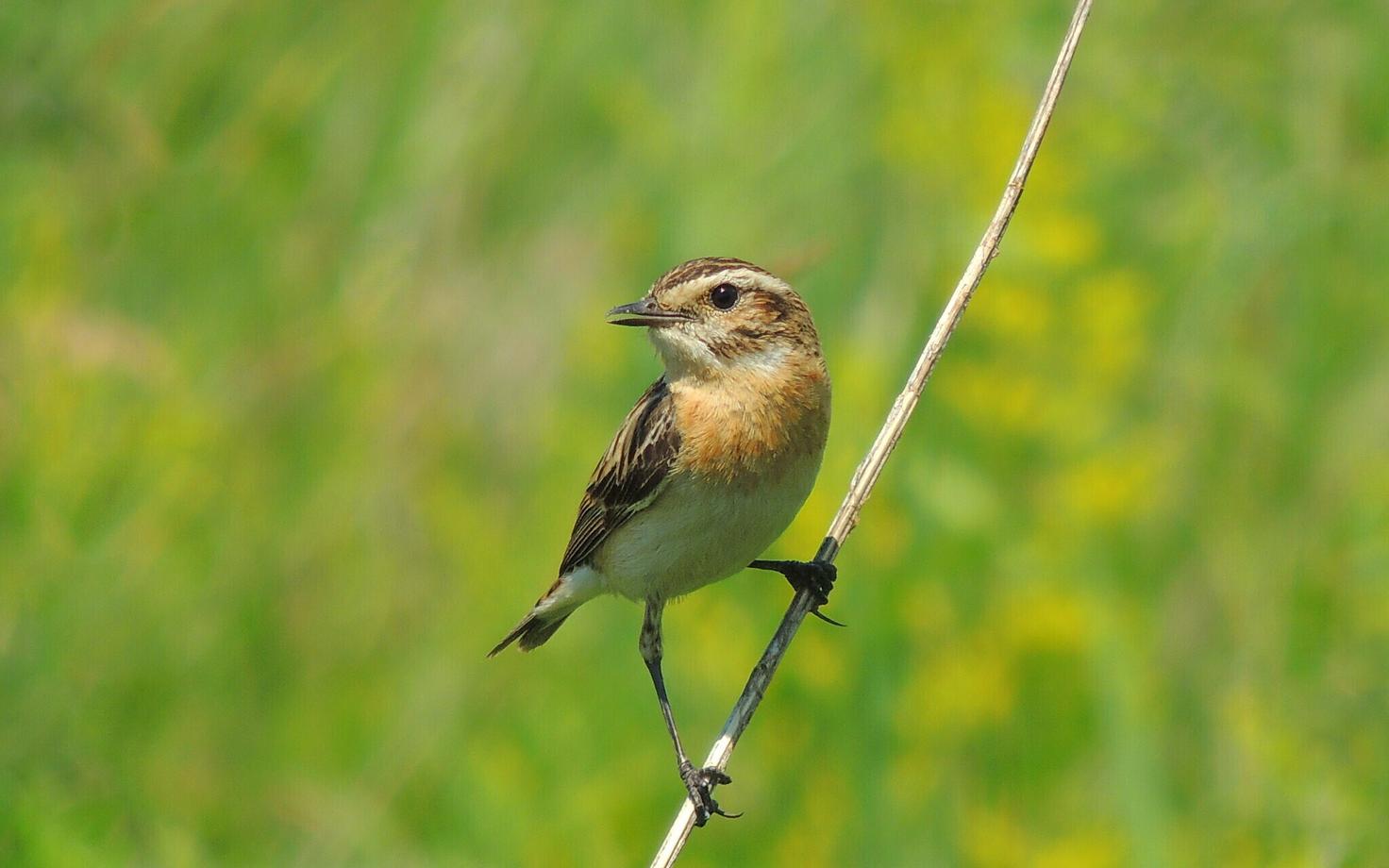 Kadakatäks (Saxicola rubetra).