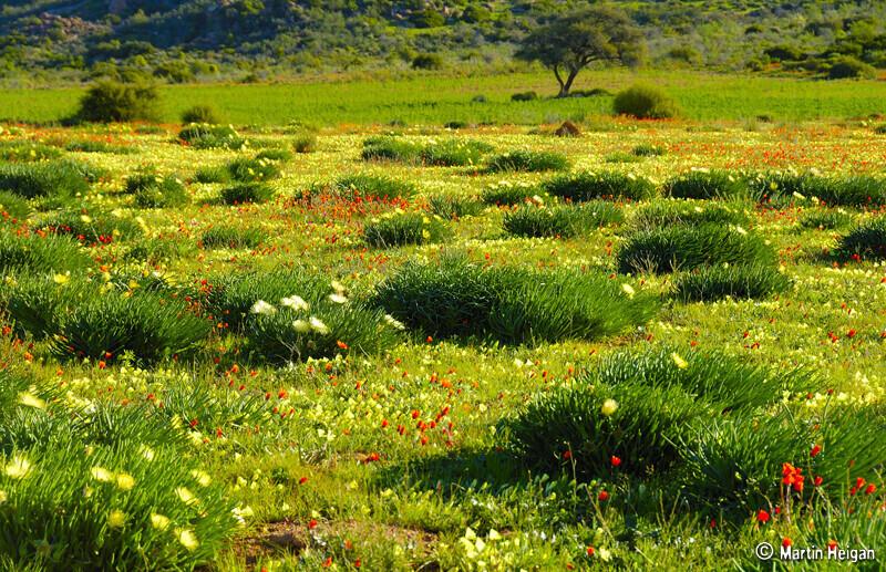 Puutumata loodusmaastikud on olulised, sest need puhastavad õhku ja vett