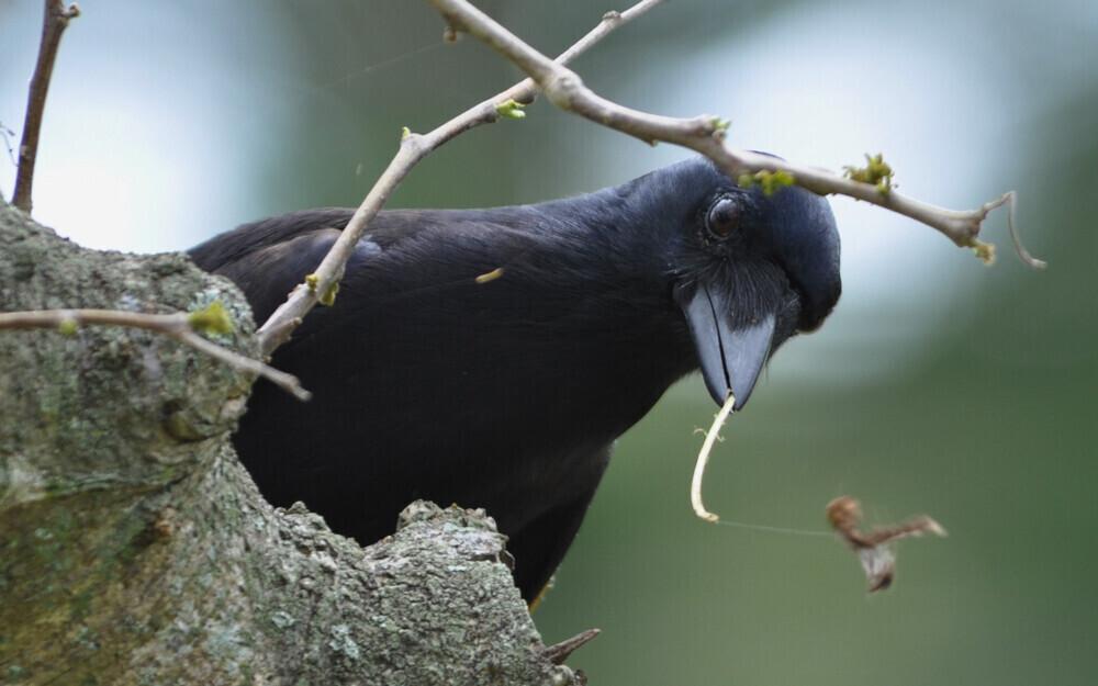 Uus-kaledoonia varesed kasutavad aga puupulki, et puupakkudest tõuke kätte saada.