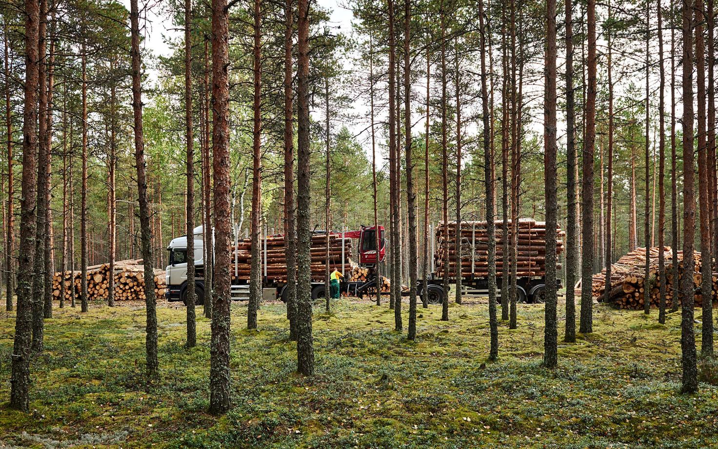 Logging in an RMK forest.