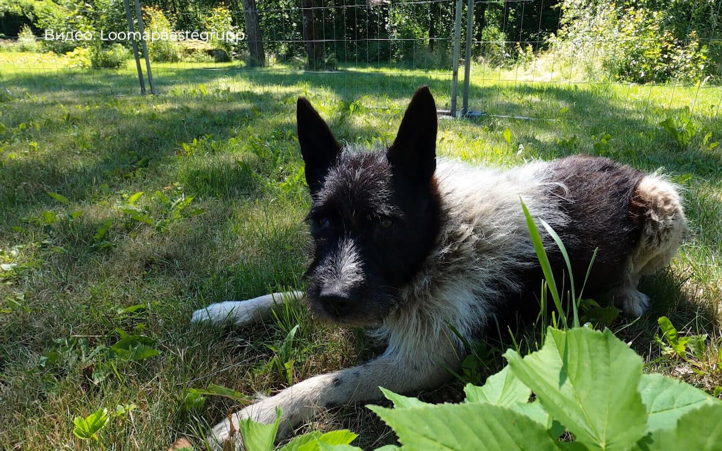 Пес Жорик (2006-2022).
