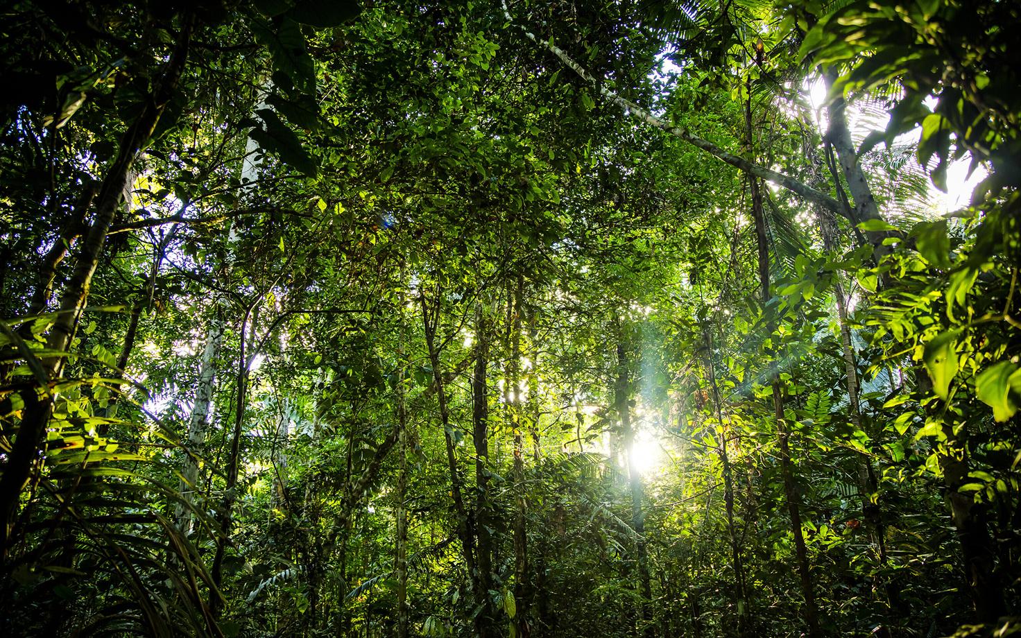 Raie järel tungis ere päikesevalgus Amzonase vihmametsa hämarasse alusmetsa. Nii said hämaralembesed alusmetsataimed kahjustada