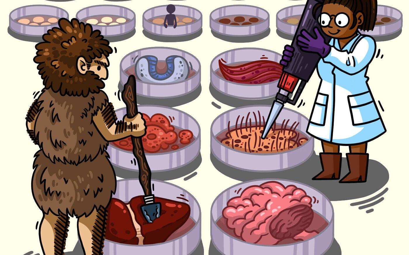 Tüvirakkudest saab kasvatada mitmeid erinevaid organoide ja uurida seejärel, millist rolli mängib nende arengu juures neandertallaste DNA.