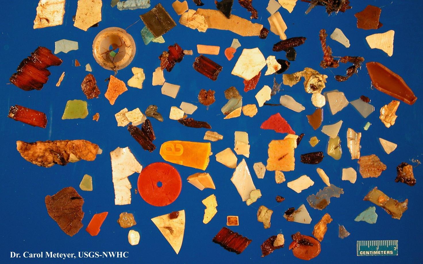 Ühe jää-tormilinnu kõhust leitud plastprügi 2012. aasta oktoobris.