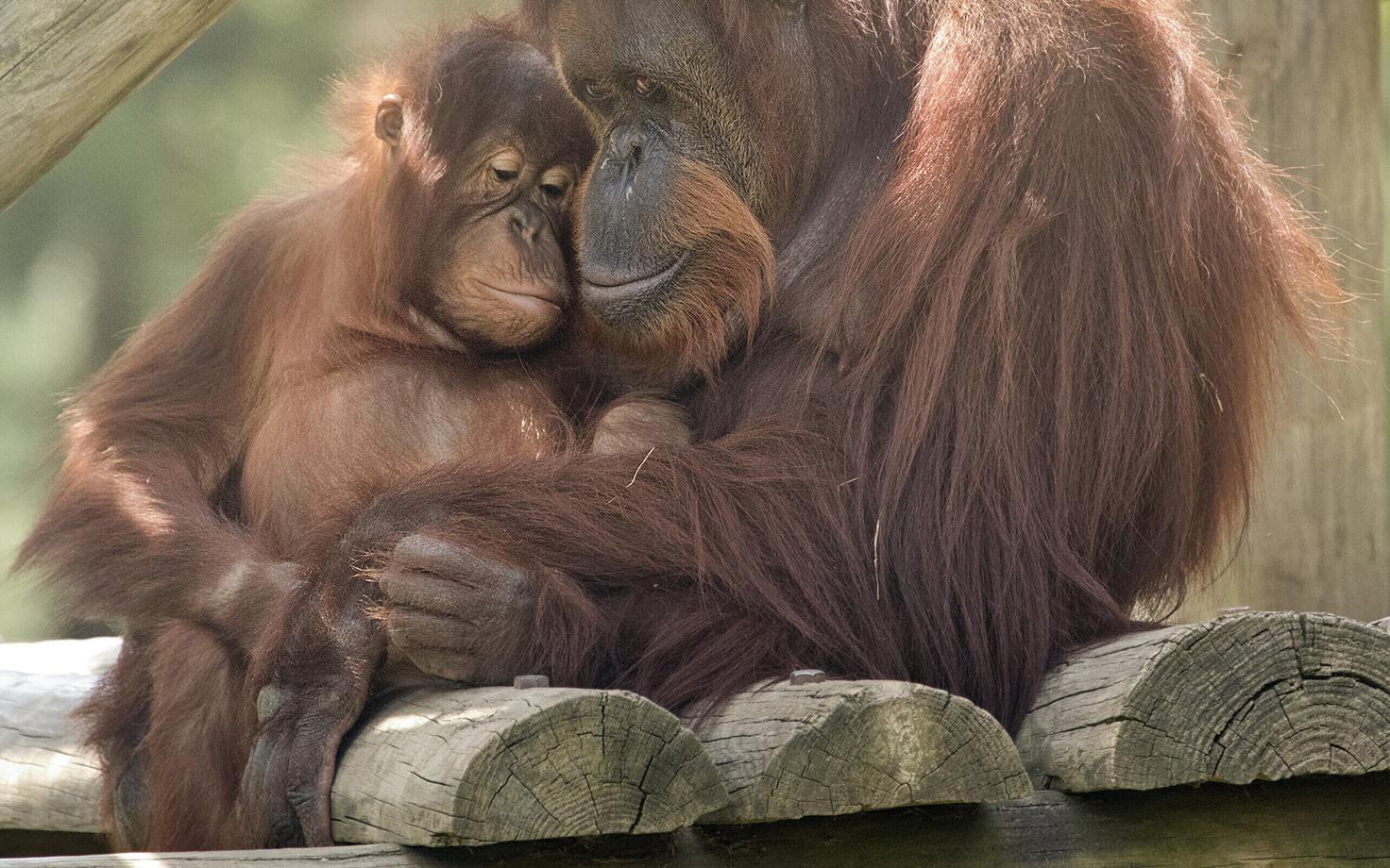 Näiteks võib koroonaviirus kimbutada ohustatud ahvilisi nagu Sumatra orangutange.