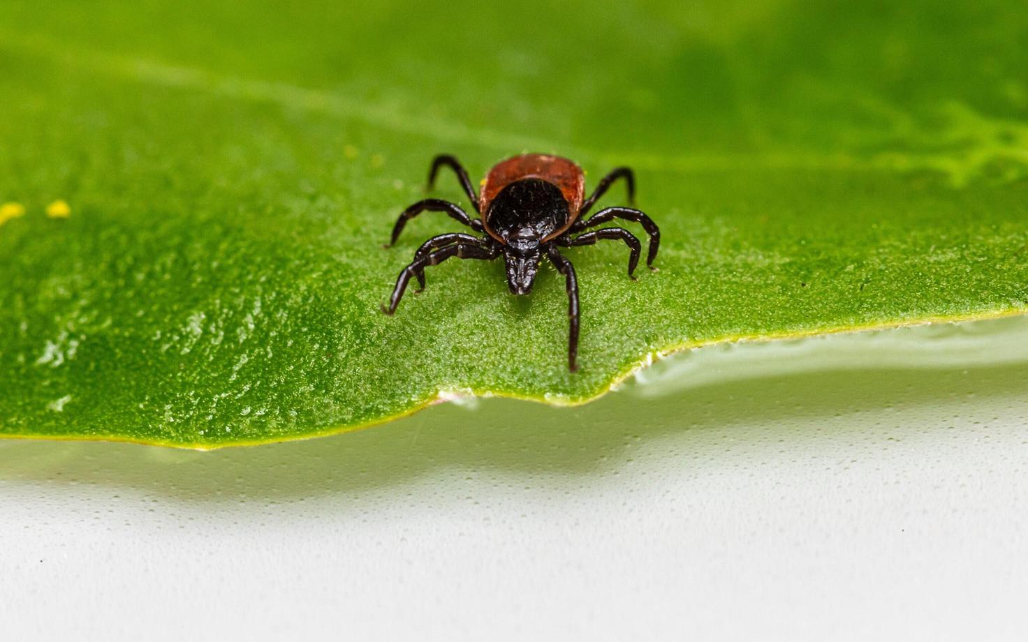 Hetkel saab borrelioosi vältida vaid puukide vältimisega.