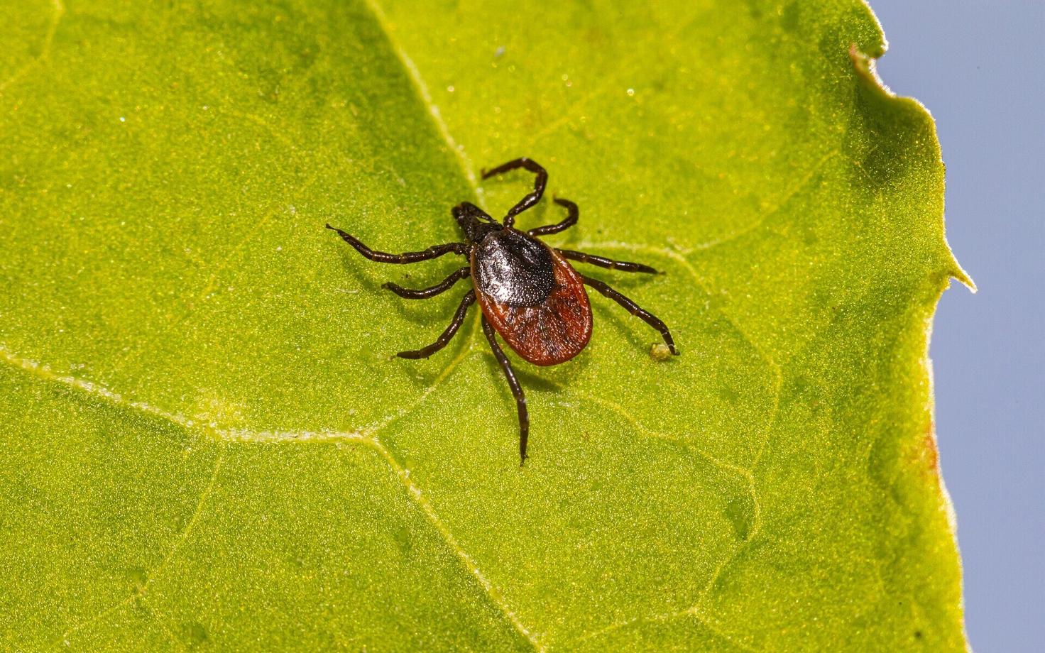 Клещ. Иллюстративное фото.