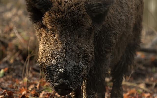 Wild boar in Estonia.