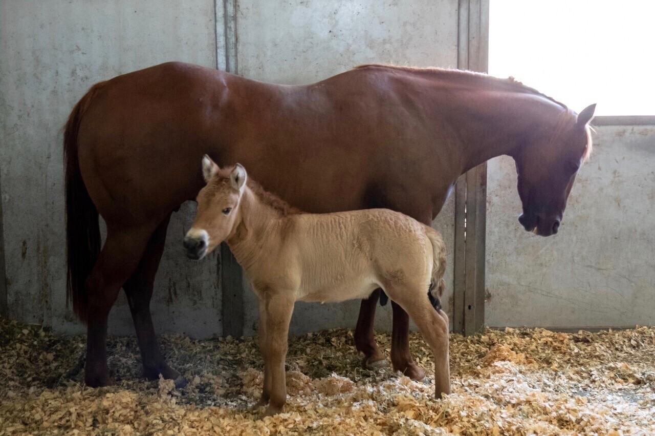 Augusti alguses ilmavalgust näinud isane Przewalski hobuse varss on oma liigi esimene kloonitud isend.