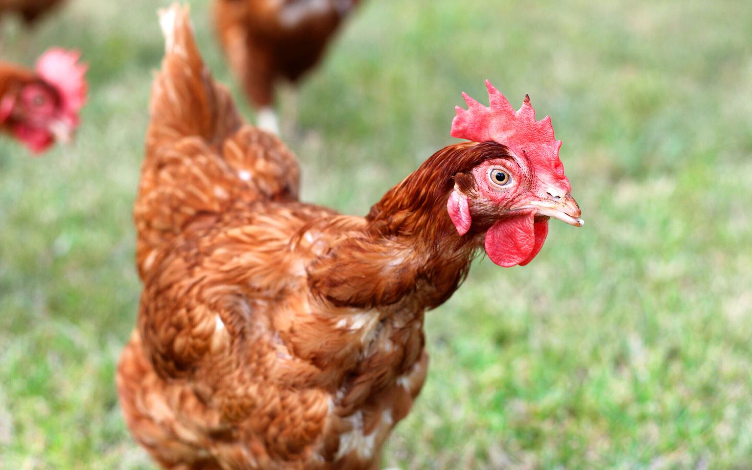 Курица. Иллюстративная фотография.