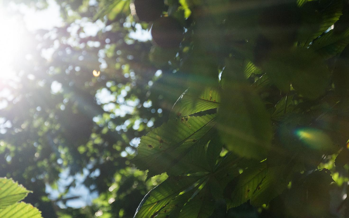 September sunshine in Tallinn.