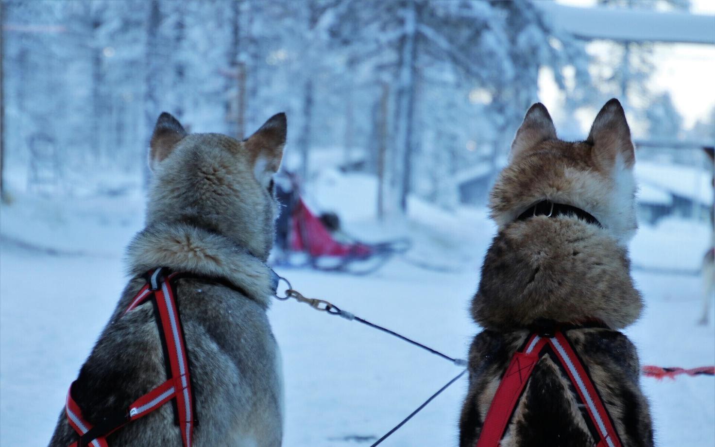 Обучение хаски ездовому спорту требует несколько лет. Иллюстративная фотография.