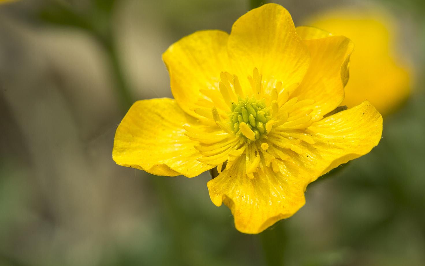 Kausikujulistel ja päikesele valla oleva õietolmuga lilledel, näiteks tulikatel, tõusis UV-pigmendi sisaldus osoonikihi hõrenedes.