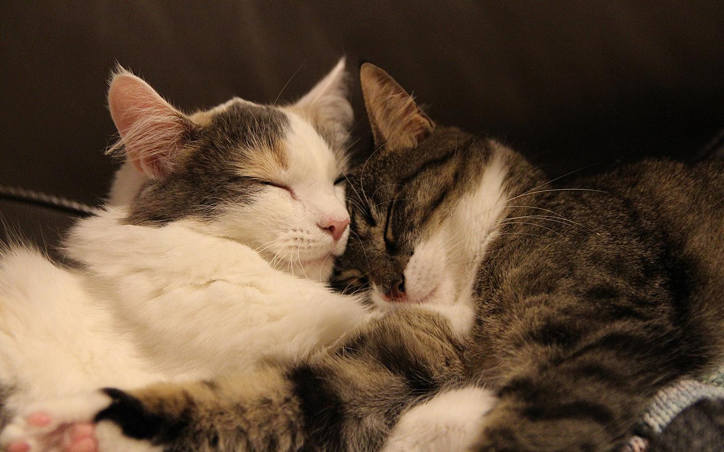 Коты. Фото иллюстративное.