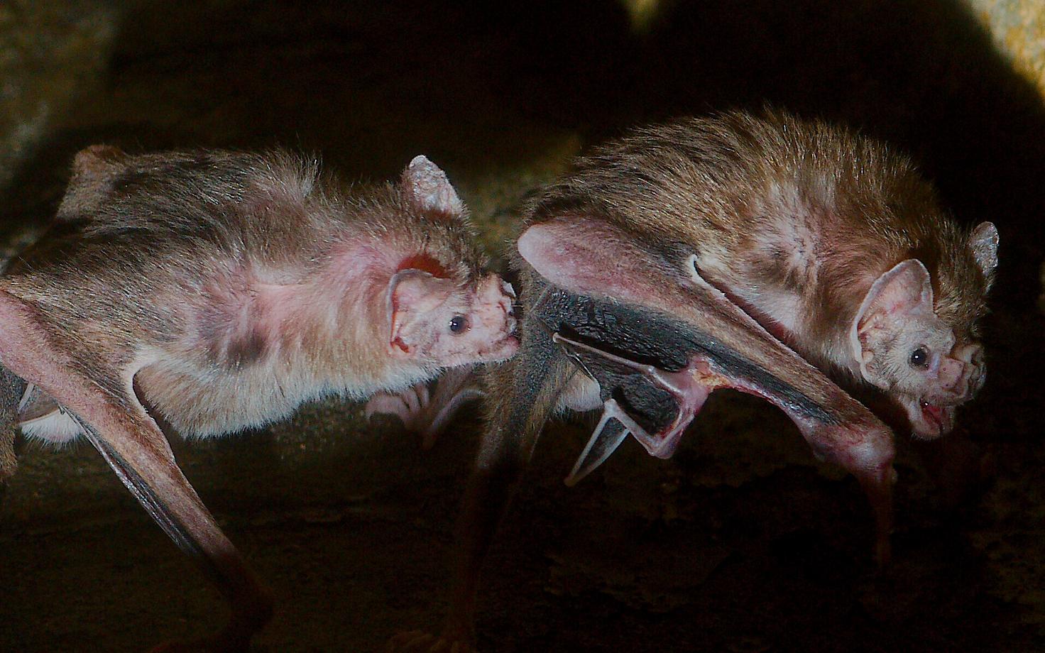 Võrreldes tervete loomadega veetsid haiged nahkhiired iga kohatud liigikkaslasega umbes 25 minutit vähem aega.