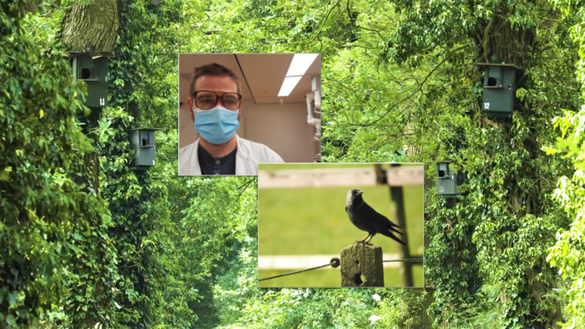 Jaanis Lodjak Hollandis Groningeni ülikooli laboris, kus analüüsis lindude vereproove: käimas on IGF-1, keha kasvamise ja korrasolekuga seonduva uurimine