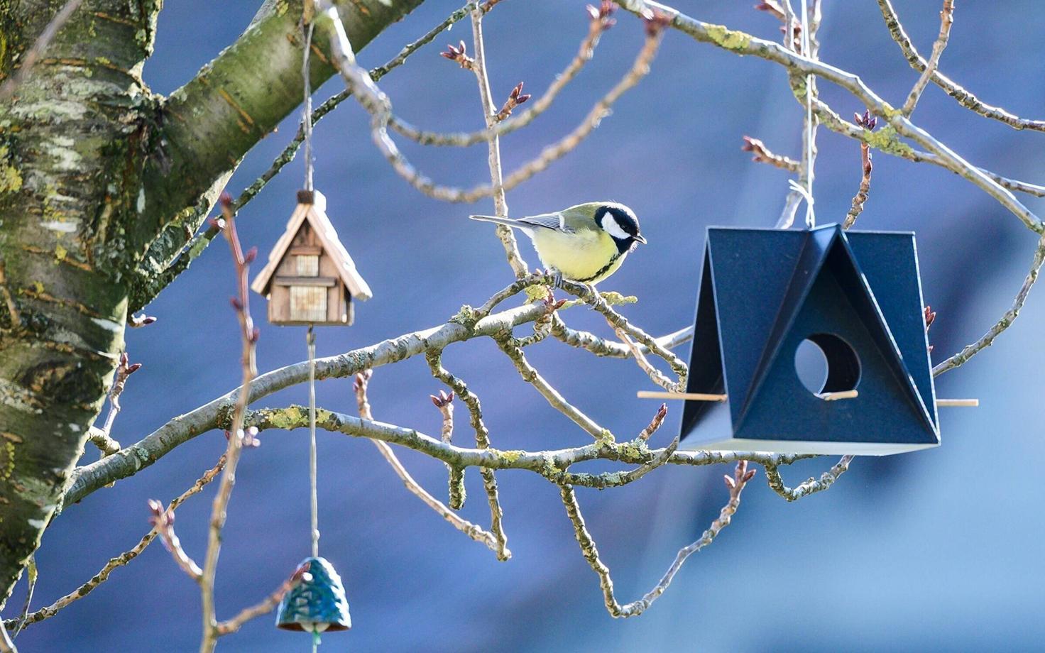 Kui oled hakanud linde talvel toitma, tuleb seda teha järjekindlalt.