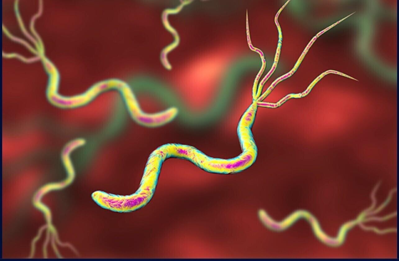 Helicobacter pylori kunstniku nägemuses.