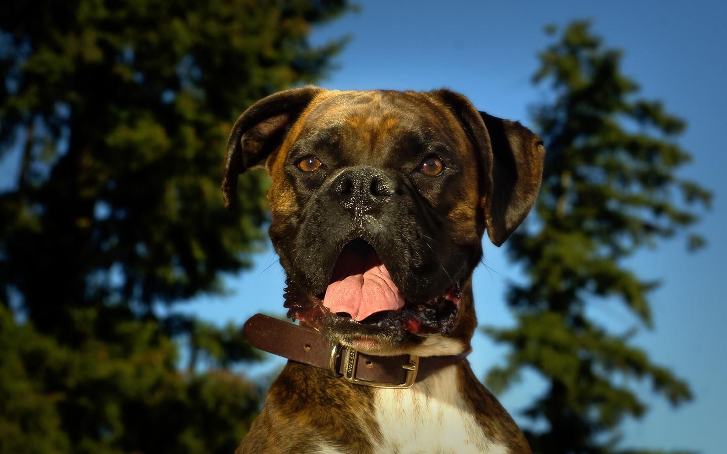 Mõtsküla sõnul on bokserid sedavõrd elavaloomulised, et võivad sageli minestada hoopis nii-öelda omaenda ülienergilisusest.