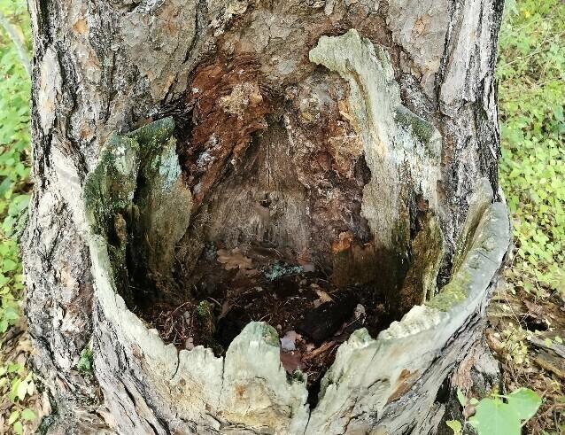 Kaheks harunenud männi ühe tüve kändu tekkinud vesilohk loob metsa omapärase mikroökosüsteemi.