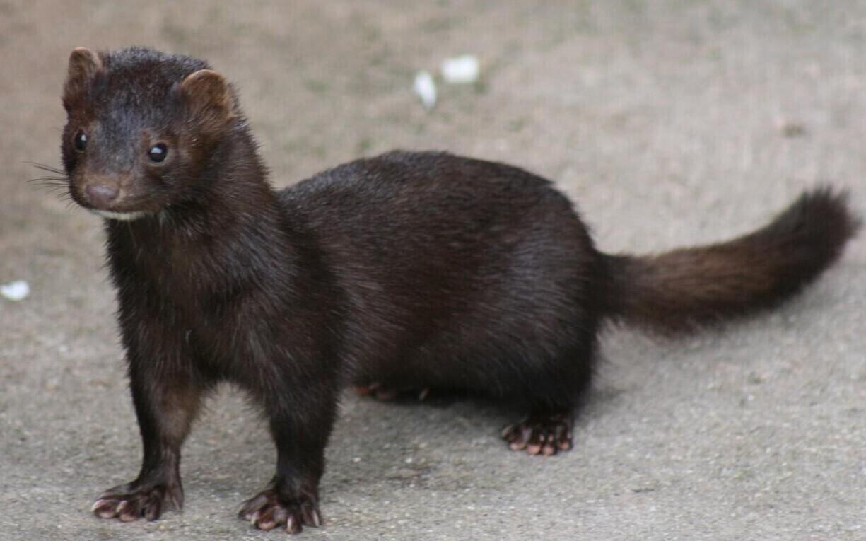 Американская норка.