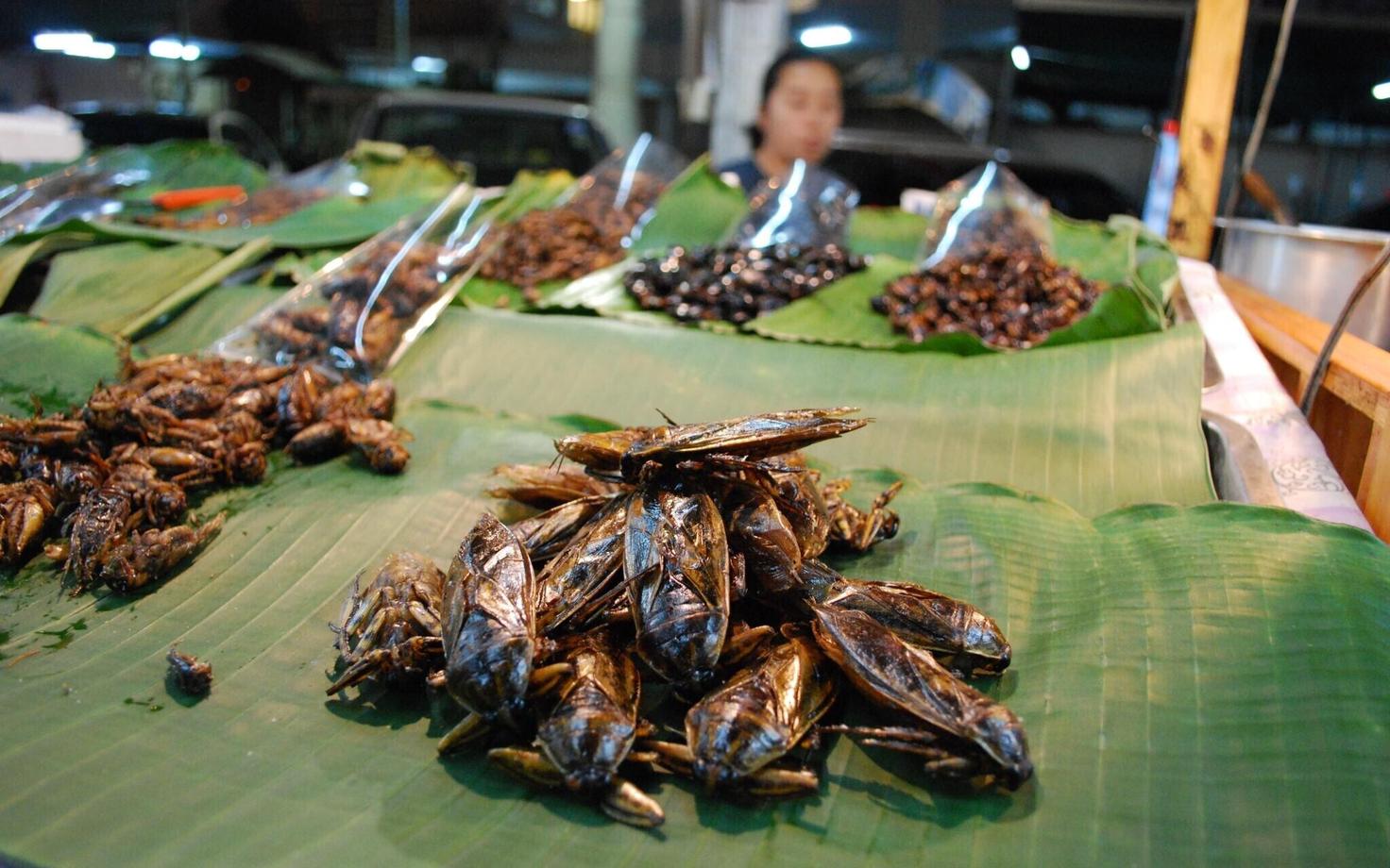Lihaga võrreldes on putukad sobiv alternatiiv, kuna nad on head valgu- ja rasvaallikad