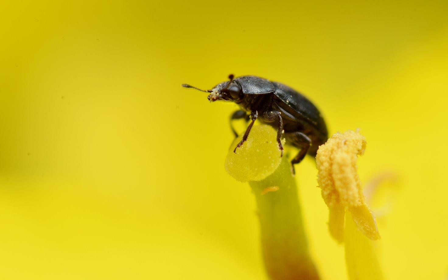 Kirjeldatud katses vaadeldi selle mõju rapsi kahjustavale hiilamardikale.