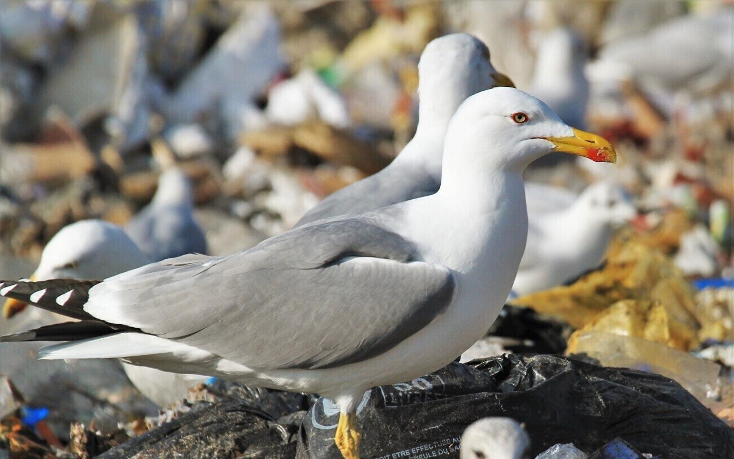 Prügila on lõuna-hõbekajale oluline toitumiskoht.