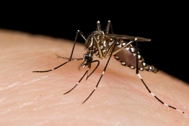 Ei, SARS-CoV-2 viirus ei levi sääskede kaudu.
