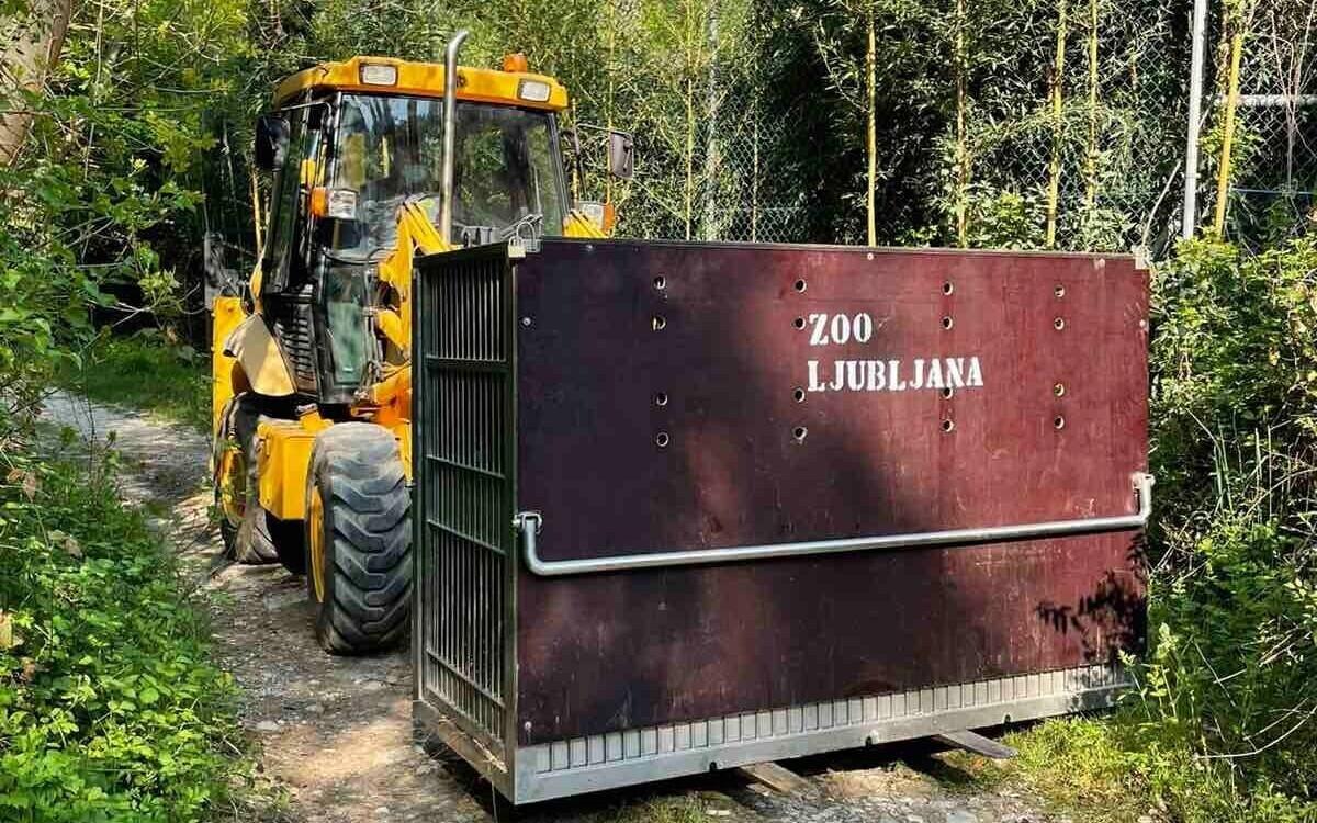 Amuuri tiiger Pootsman transpordikastis