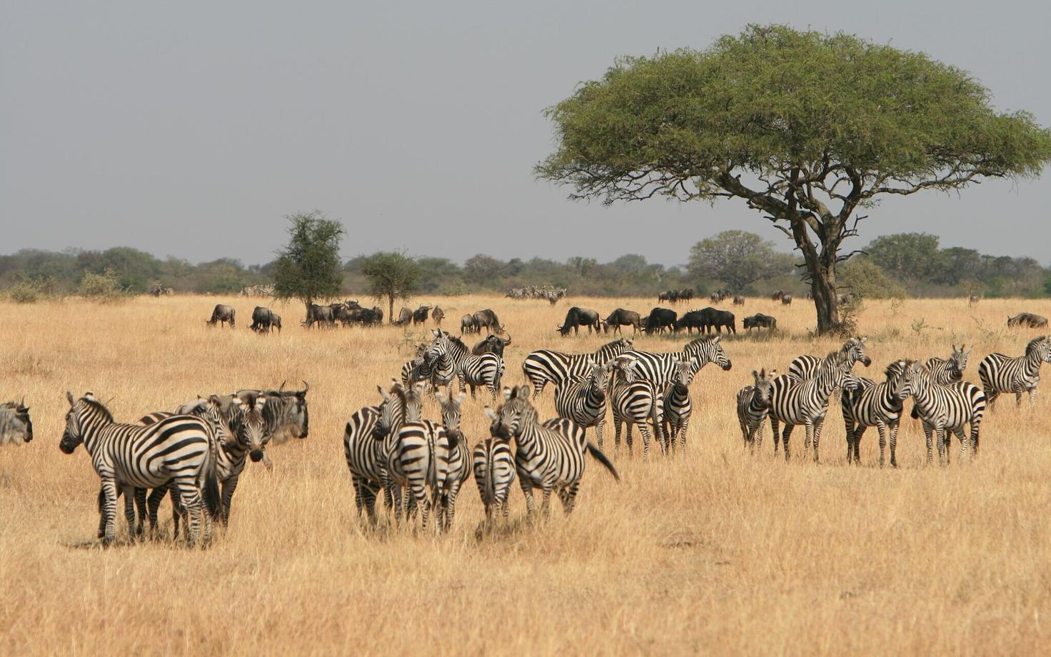 Serengeti rahvuspark Põhja-Tansaanias on üks vähestest kohtadest, kus pole sadade aastate jooksul välja surnud ühtegi loomariiki.
