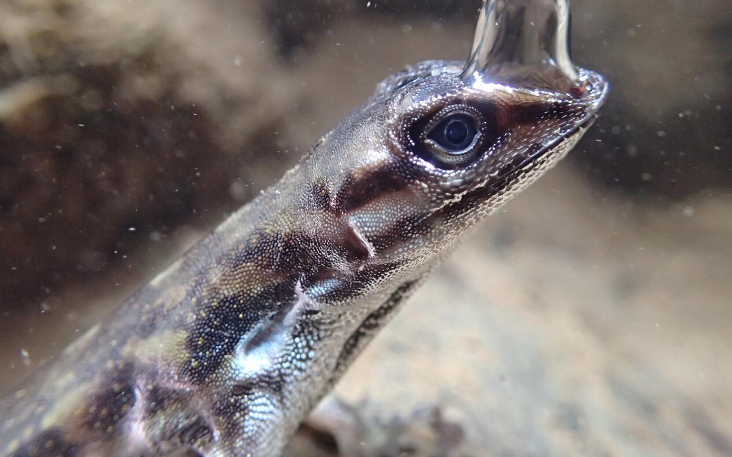 Paistis, et õhumulli hoiavad anooli ninasõõrmete kohal paigal vetthülgavad soomused.