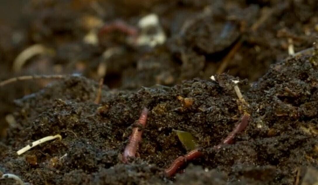 Kliimamuutus mõjutab Priit Penu sõnul muldasid kehvasti ka Eestis.