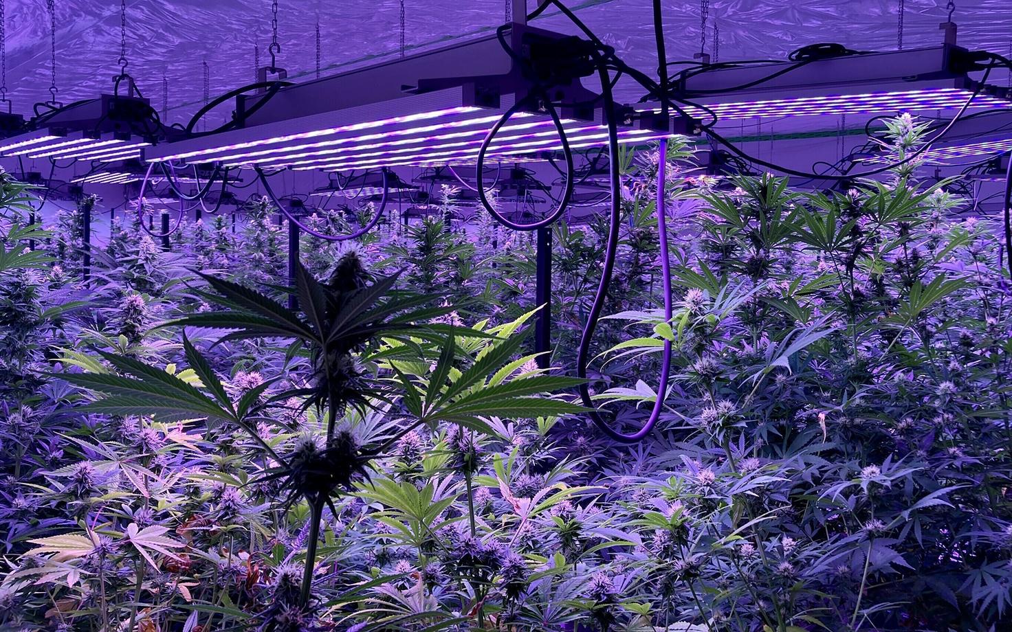 Ebaseaduslik kanepikasvatus Pärnumaal.