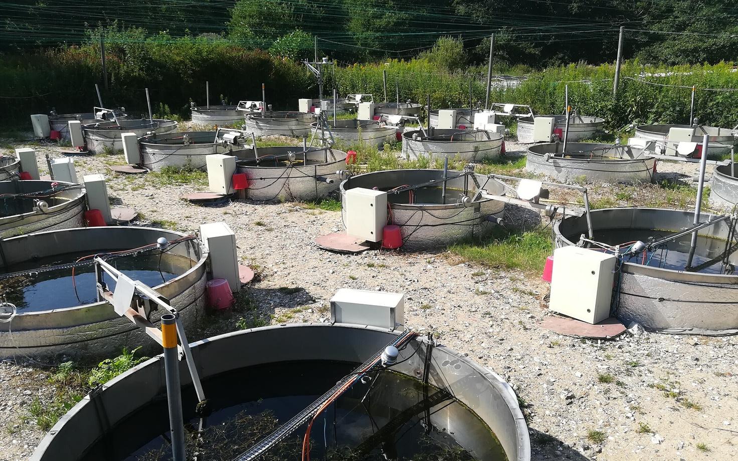 Mesokosmibaas koosneb 24 mudeljärvest.