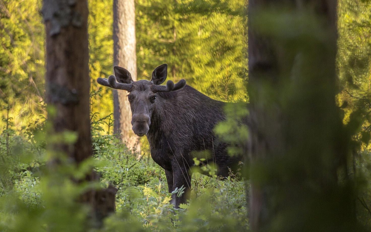 Лось. Иллюстративная фотография.
